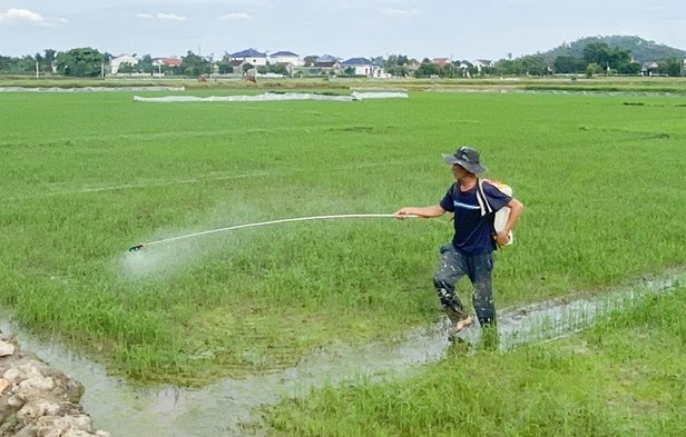 Cơ quan chuyên môn Sở NN&PTNT hướng dẫn phòng trừ sâu bệnh hại lúa hè thu