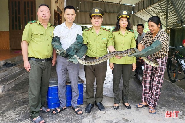 Người dân Thạch Hà bàn giao cá thể trăn đất quý hiếm