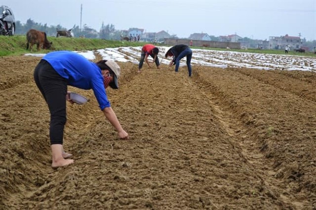 Thạch Hà đẩy nhanh tiến độ sản xuất lạc xuân.