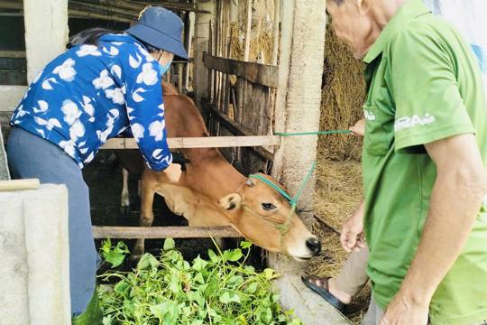Thạch Hà triển khai tiêm phòng vắc xin trên đàn gia súc, gia cầm đợt 2 năm 2026 