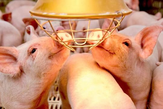 Thạch Hà tăng cường các biện pháp an toàn sinh học trong chăn nuôi nông hộ