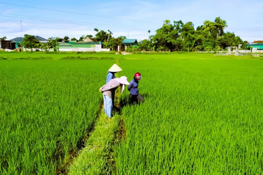 UBND xã Thạch Hà khuyến cáo nông dân chủ động phòng trừ sâu bệnh, bảo vệ lúa hè thu 2026