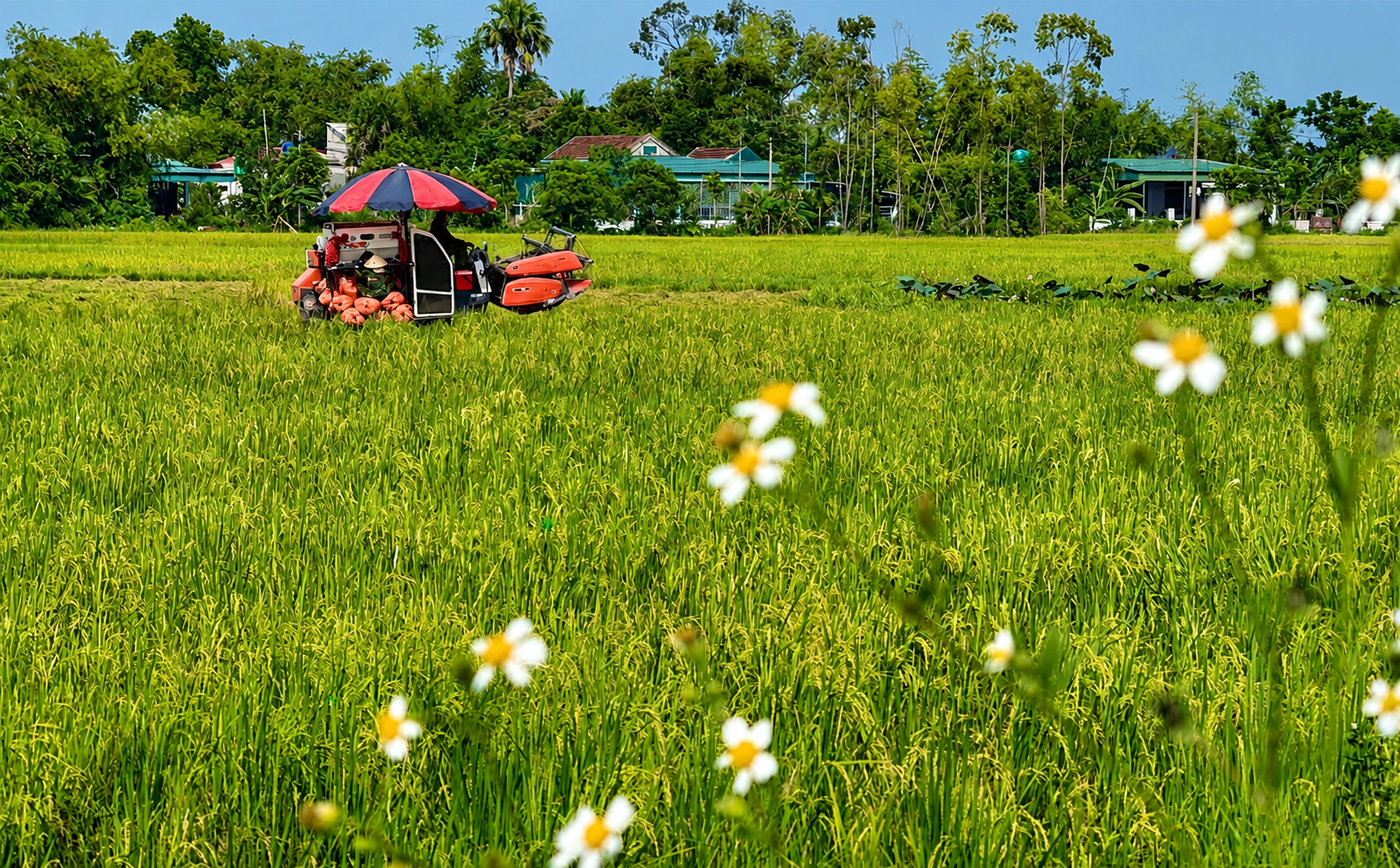 Khuyến cáo người dân chủ động thu hoạch lúa Hè Thu, ứng phó với mưa lớn