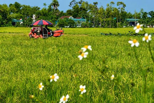 Khuyến cáo người dân chủ động thu hoạch lúa Hè Thu, ứng phó với mưa lớn