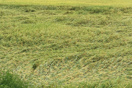 Khoảng 90 ha lúa vụ Xuân tại xã Thạch Hà bị đổ ngã sau mưa dông, gió lốc 