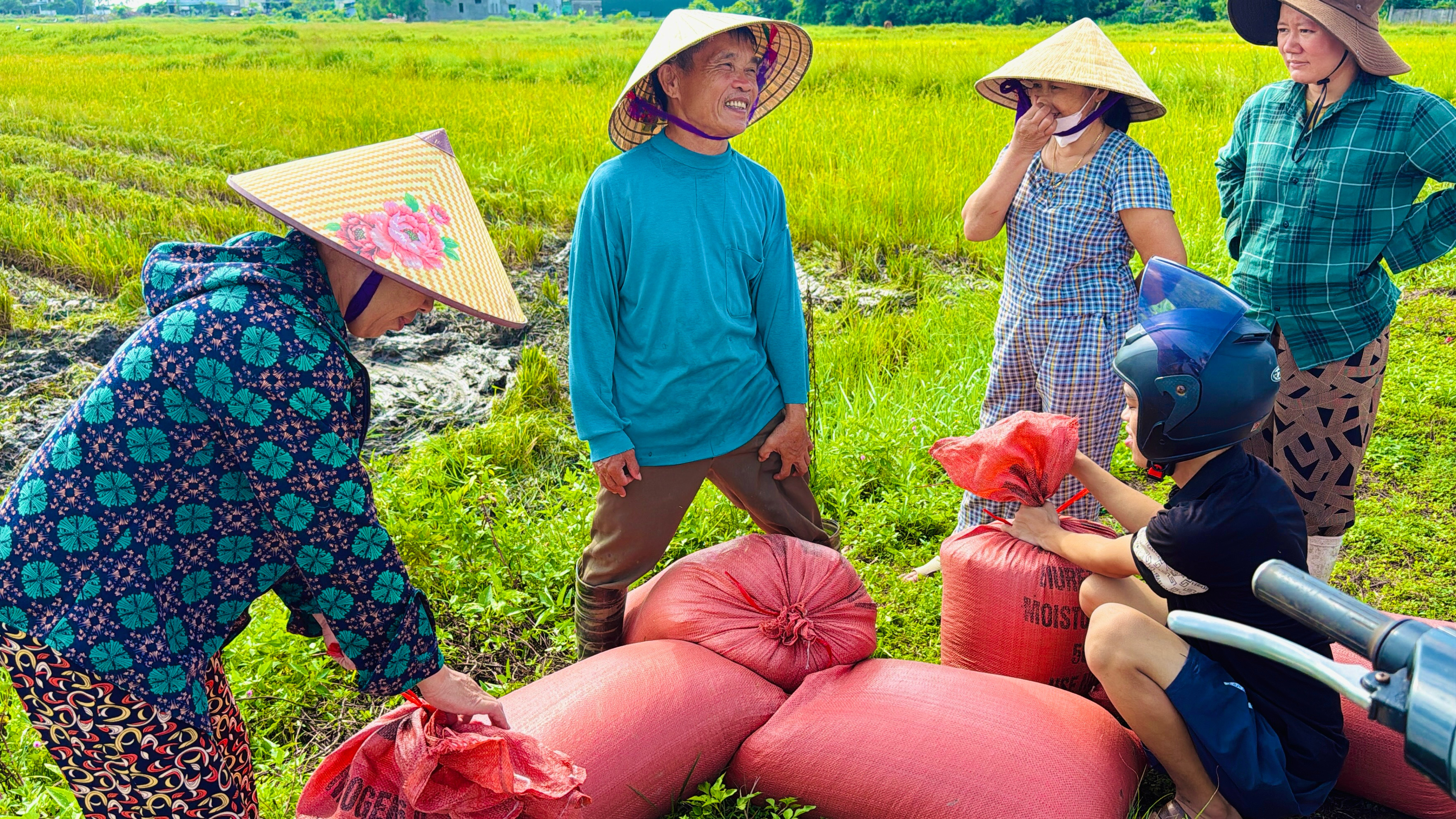 [Video] Nông dân Thạch Hà khẩn trương thu hoạch lúa trước mùa mưa bão