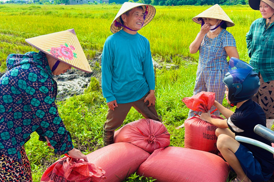 [Video] Nông dân Thạch Hà khẩn trương thu hoạch lúa trước mùa mưa bão