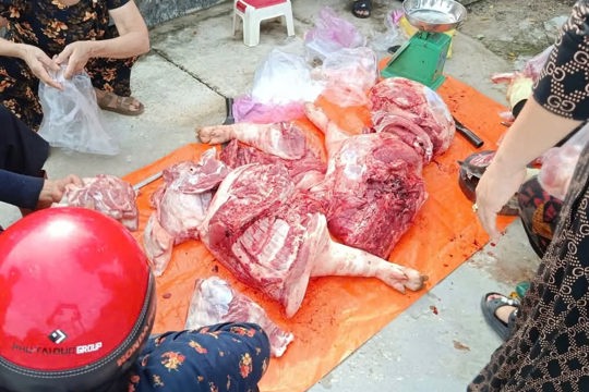 Thạch Hà phát hiện, tiêu hủy 70kg thịt lợn không kiểm dịch, kiểm soát giết mổ